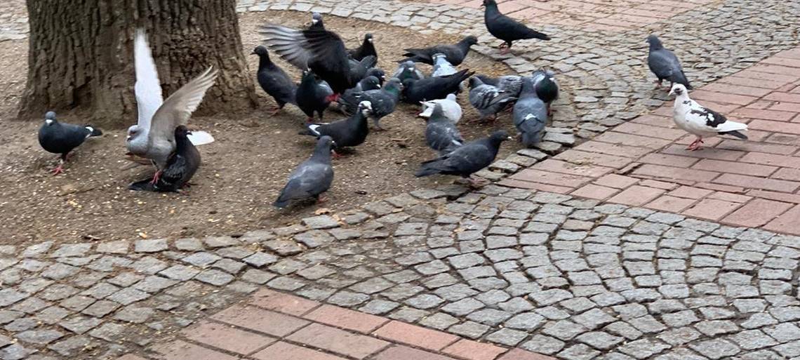 Dortmund: Tauben vergiftet?