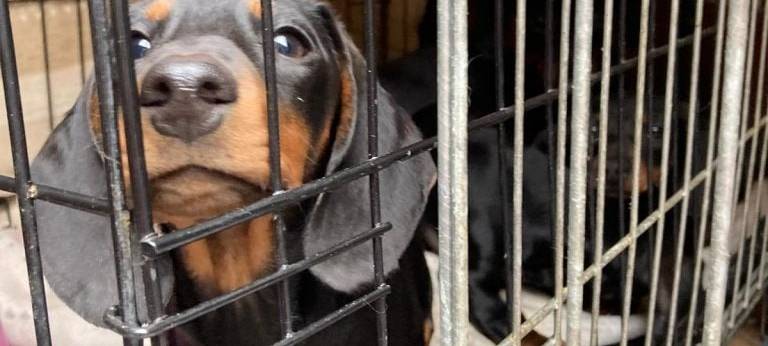 Dortmund: Beschlagnahmte Hundewelpen in Westrich gestorben