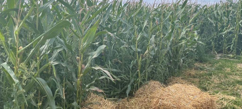 Ausflug ins Maislabyrinth auf Hof Mertin