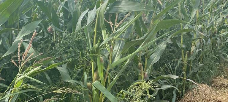Ausflug ins Maislabyrinth auf Hof Mertin