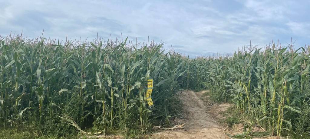 Ausflug ins Maislabyrinth auf Hof Mertin
