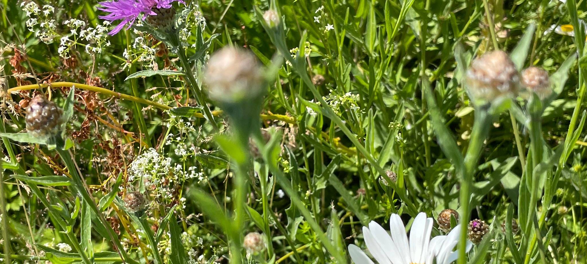 Dortmund für Artenvielfalt: Wildblumenwiesen