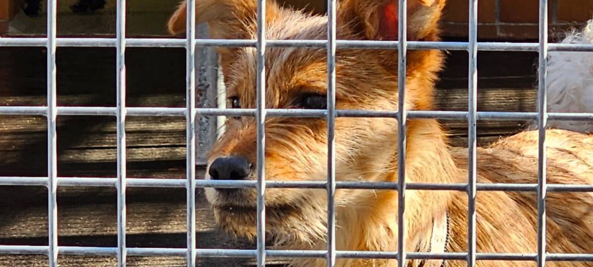 41 Hunde in Dortmund beschlagnahmt: Halterin nimmt Stellung