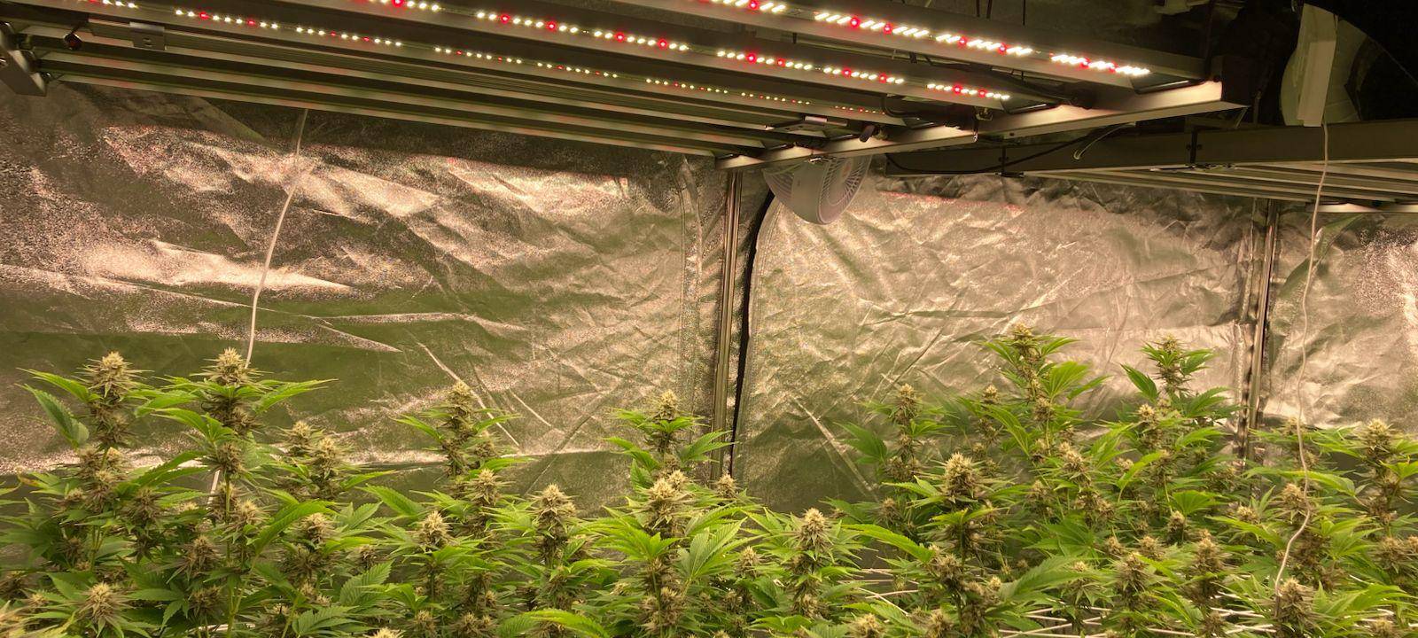 Eine Cannabis-Plantage.