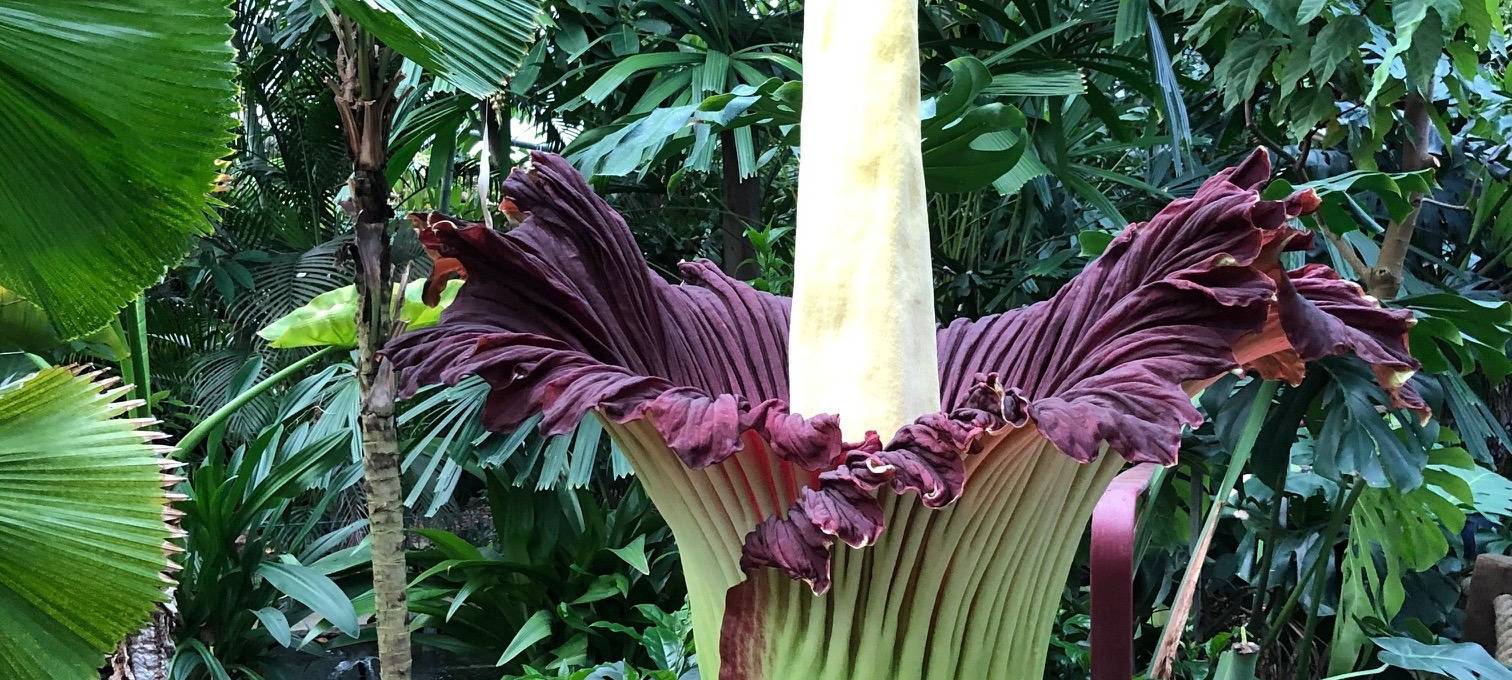 Nach David: Dortmund bekommt neue Titanenwurz im Rombergpark