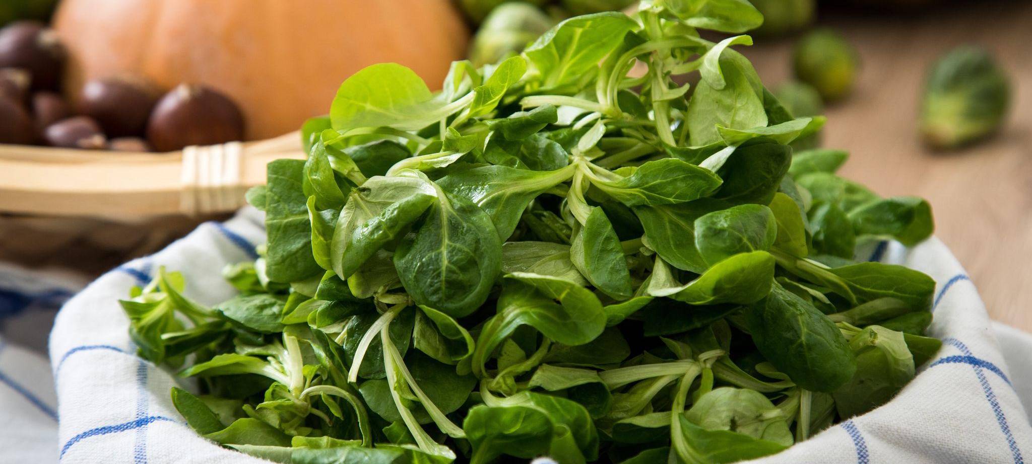 Feldsalat liegt in einer Schüssel