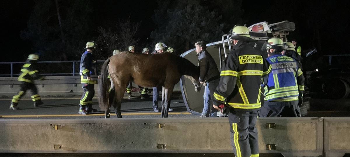Pferd auf A45 bei Dortmund