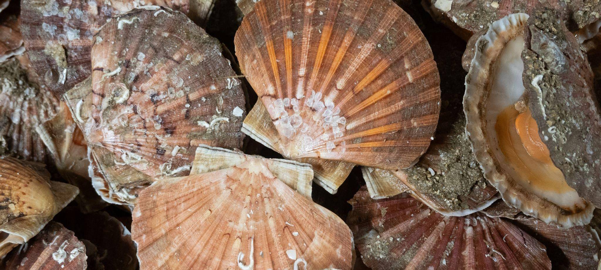 Fangfrische Jakobsmuscheln im Hafenort Port-en-Bassin