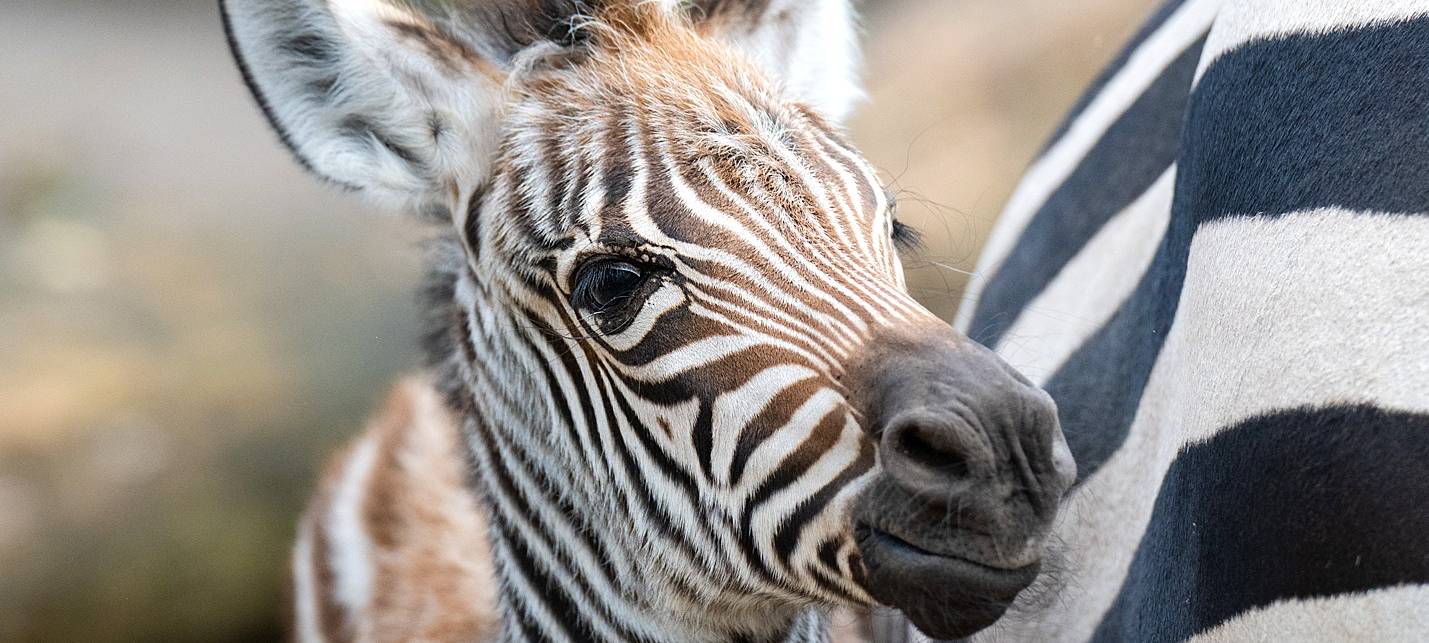Zebra-Baby im Zoo Dortmund geboren