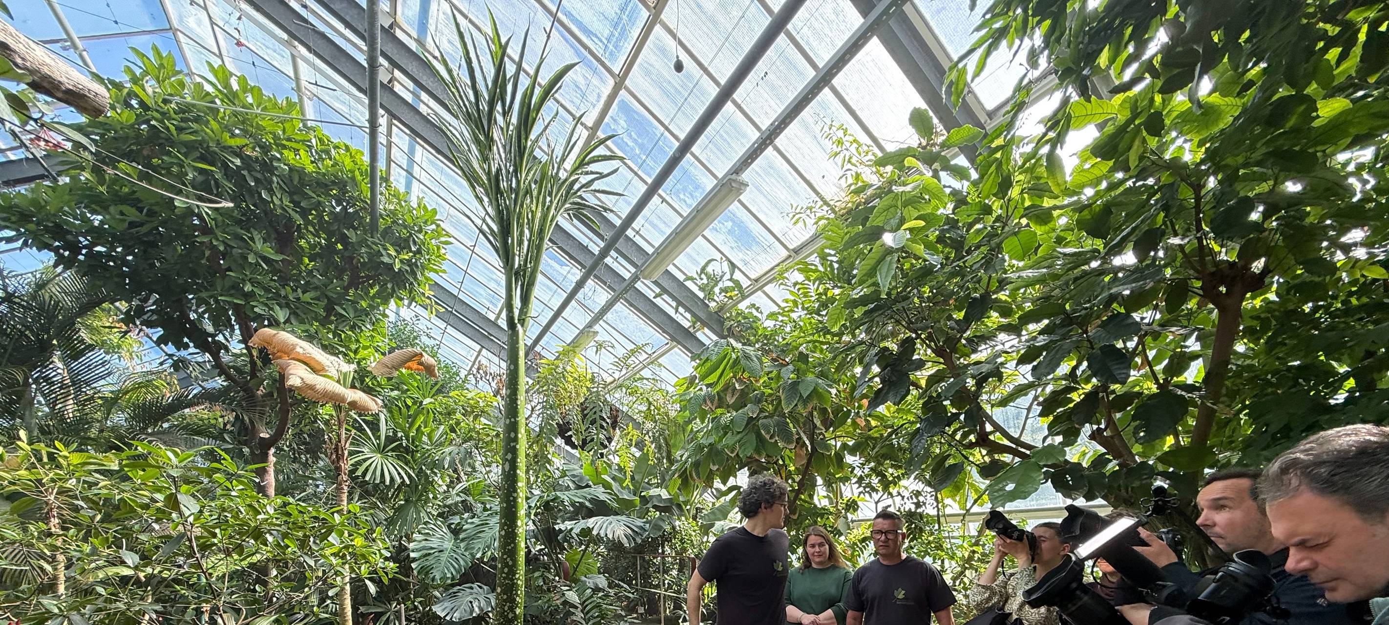 Die neue Titanenwurz im Botanischen Garten im Rombergpark.
