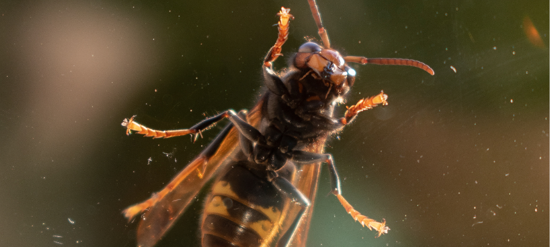 Asiatische Hornisse jetzt auch in Dortmund