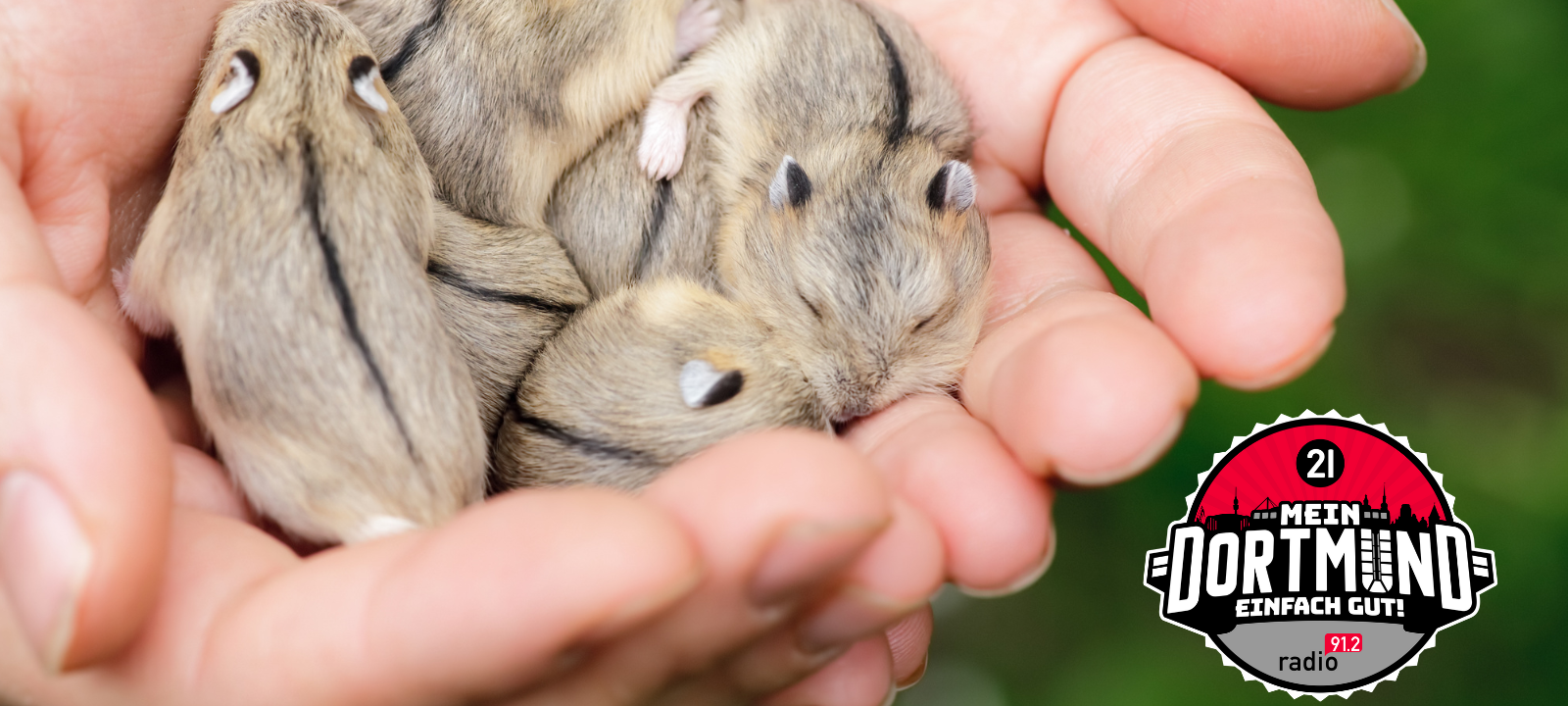 Tierschutzpreis 2025